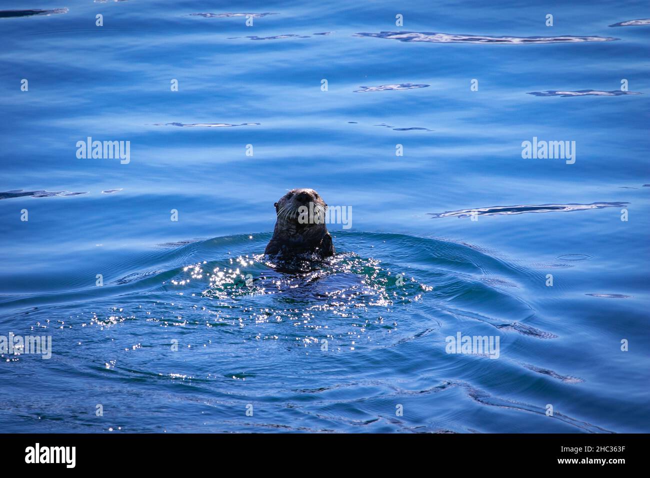 Seeotter, der vom Touristenboot weg schwimmt Stockfoto