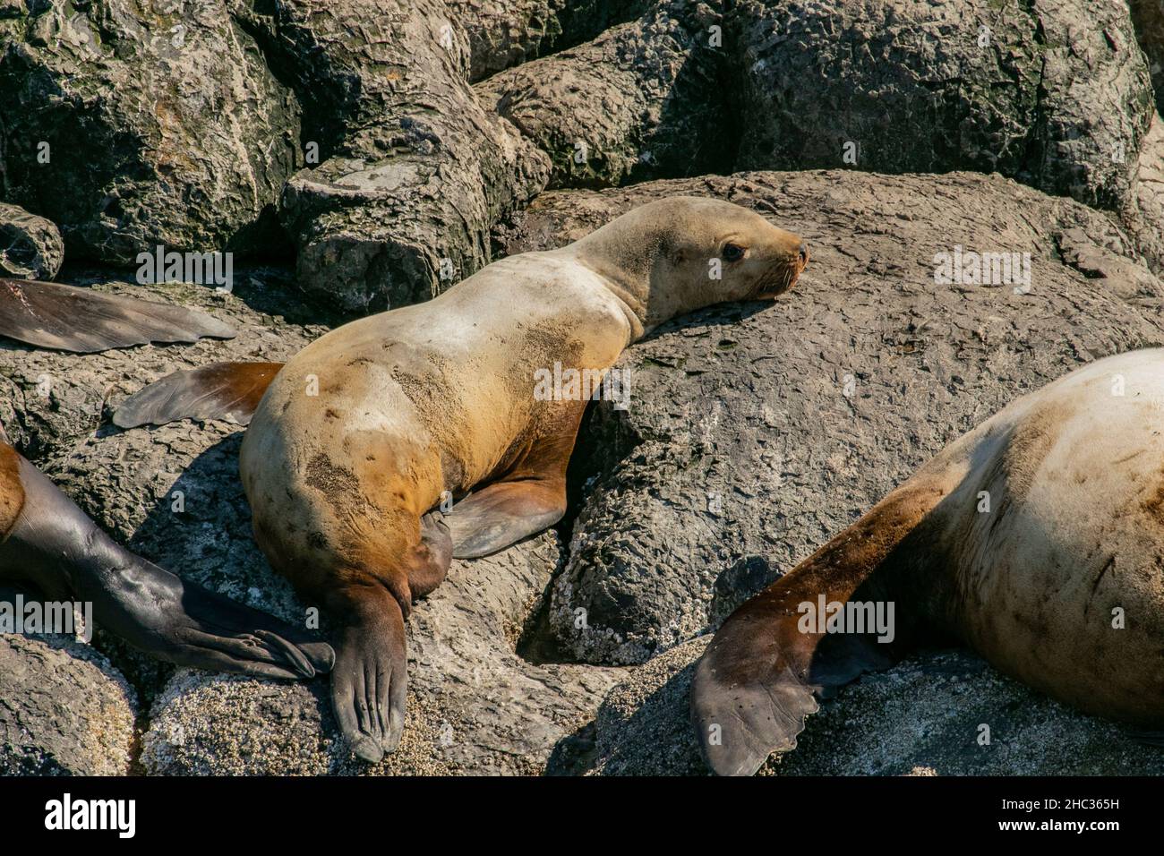Seelöwen-Welpen sonnen sich auf Kopfkissen-Basalt in Resurrection Bay, Alaska Stockfoto