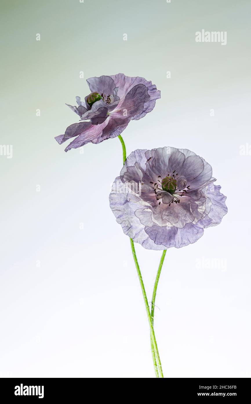 Mohnblumen Stockfoto