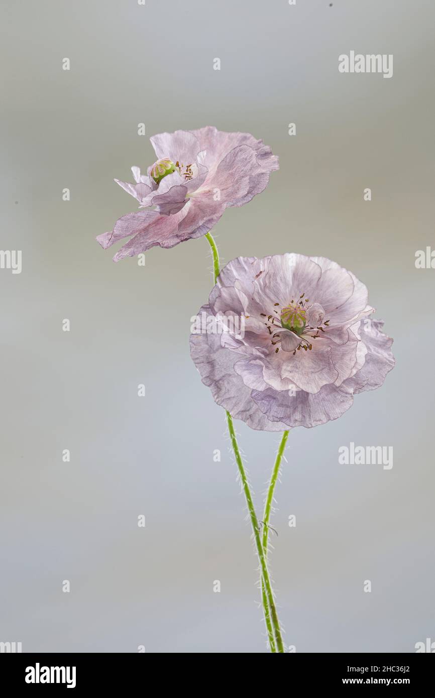 Mohnblumen Stockfoto