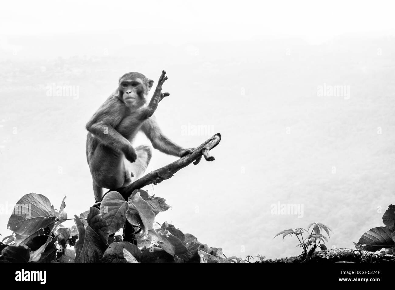 Nahaufnahme eines Rhesus-Makaken-Primatenaffen, der auf einem Ast sitzt und sich ausdehnt, Myanmar Stockfoto