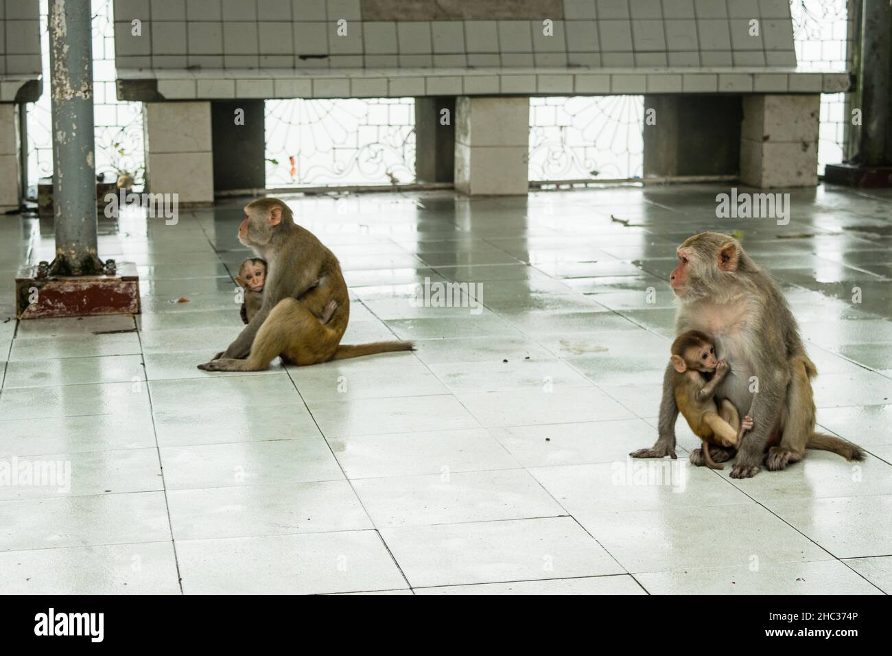 Zwei Erwachsene weibliche Rhesus-Makaken-Affen, mit zwei Babyaffen, die zum Füttern nagen, Asien Stockfoto