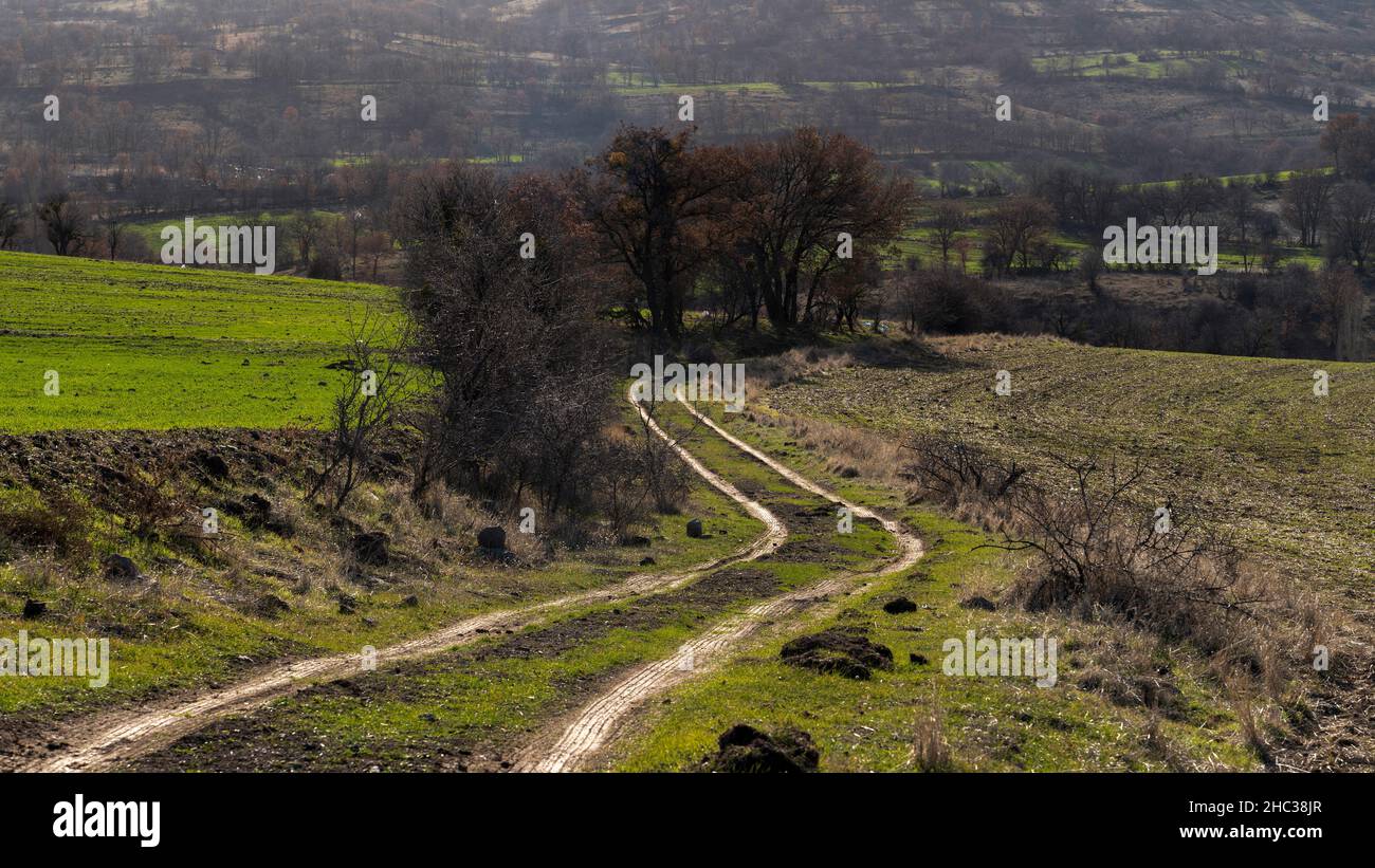 Grüne Felder und Feldweg zwischen Feldern im Frühjahr. Stockfoto