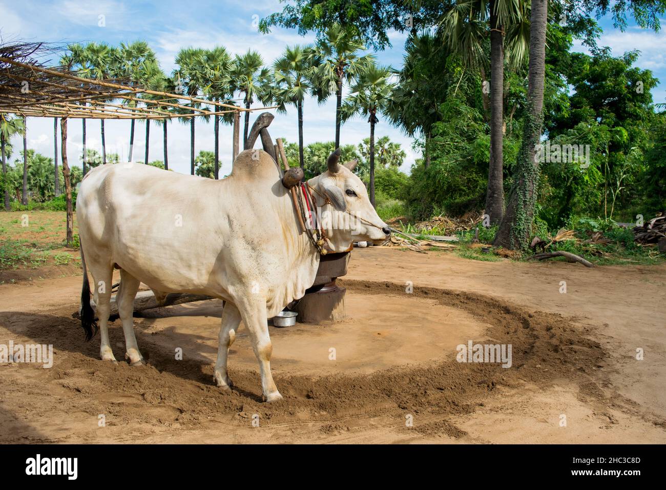 Männlicher weißer Ochse, der in Myanmar, Burma, eine Ölmühle zieht, die zum Mahlen von Erdnüssen verwendet wird, die Erdnussöl produzieren Stockfoto