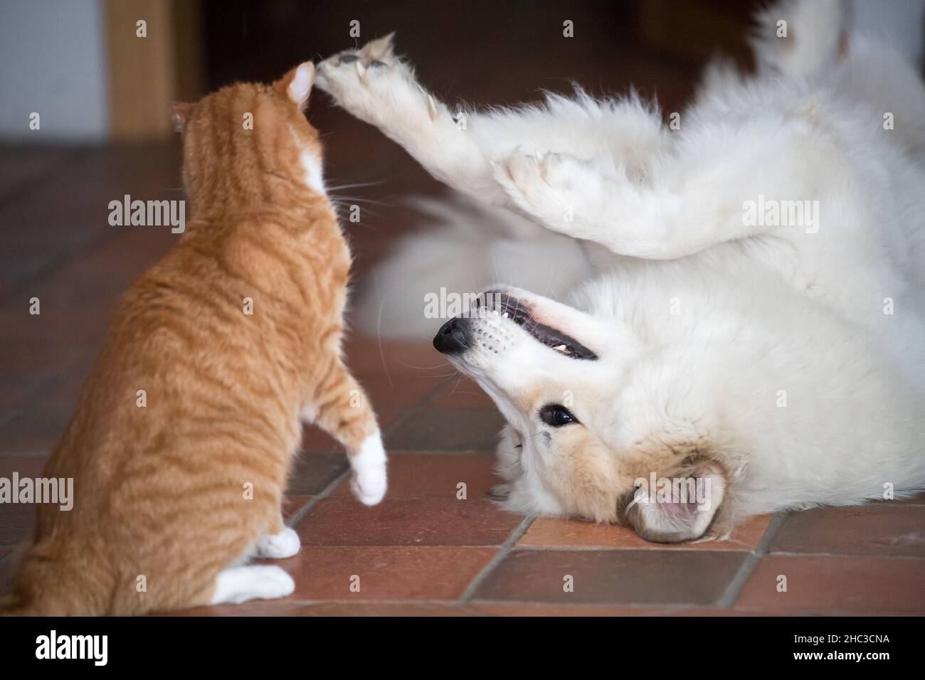 Hund und Katze spielen zusammen © Wojciech Strozyk / Alamy Stockfoto Stockfoto