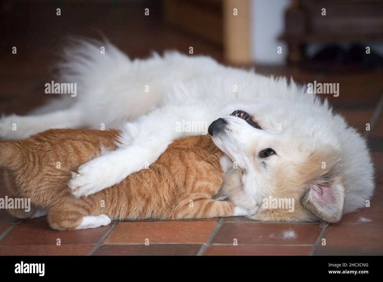 Hund und Katze spielen zusammen © Wojciech Strozyk / Alamy Stockfoto Stockfoto