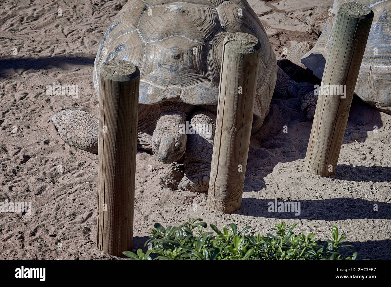 Riesenschildkröte in der ozeanographischen der Stadt Valencia, Spanien, Europa Stockfoto