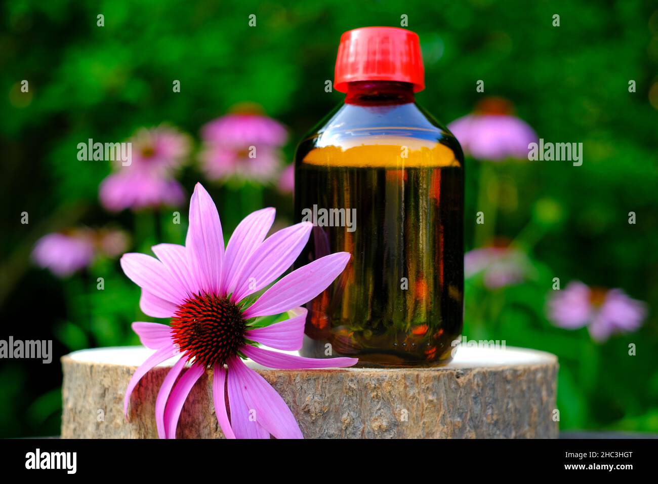 Echinacea Tinktur.Herbal medizinische Tinkturen. Flasche und Echinacea Blume Stockfoto