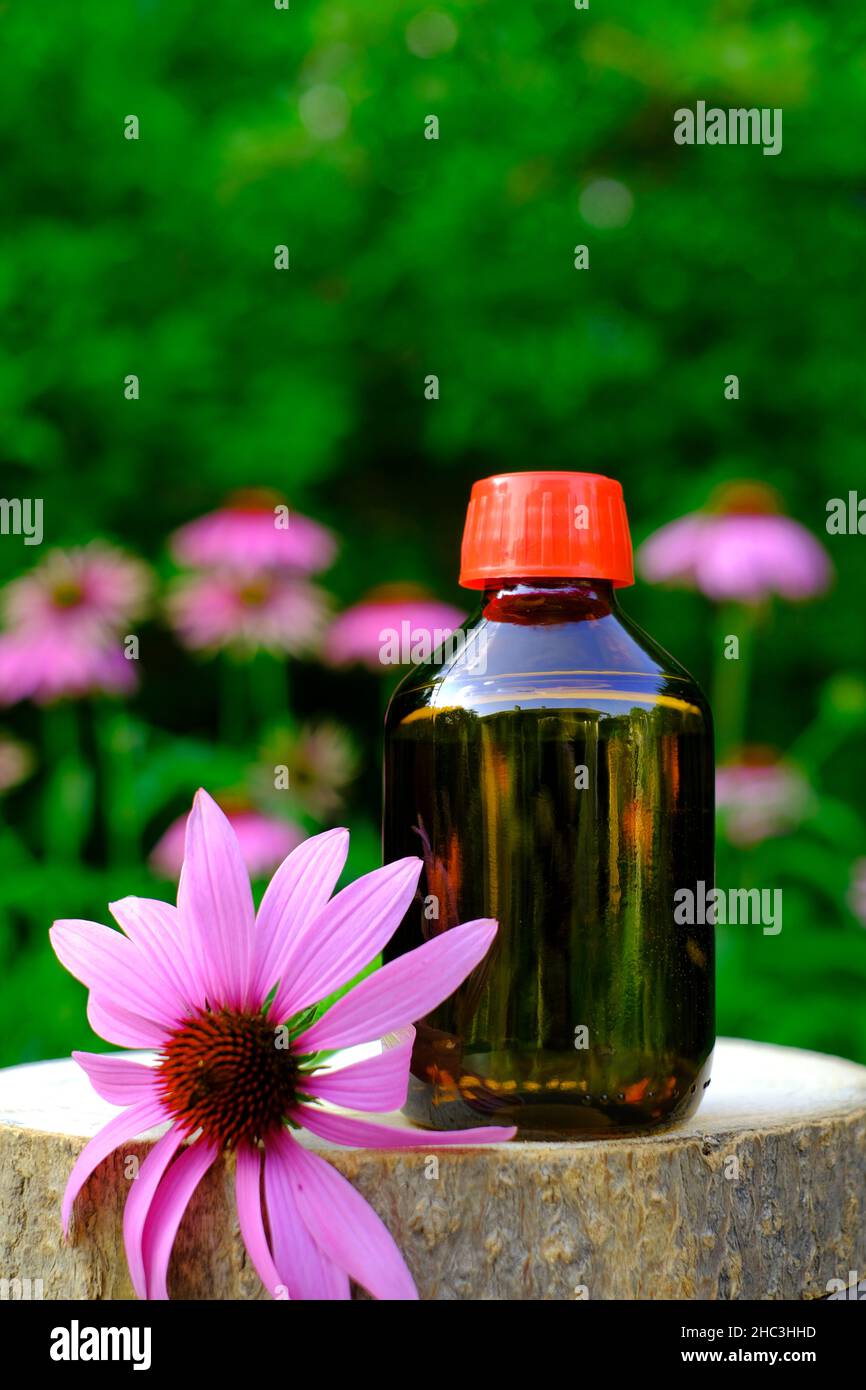 Echinacea Tinktur.pflanzliche medizinische Tinkturen. Glasflasche und Echinacea Blume auf Garten Hintergrund Stockfoto