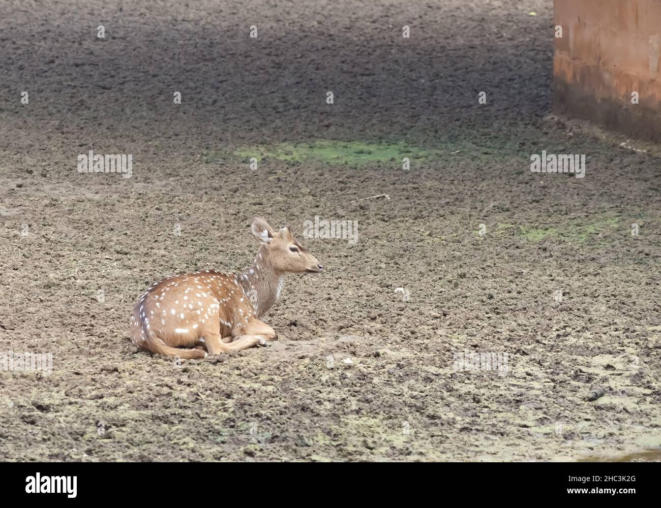Nahaufnahme Bild eines jungen Gefleckten Hirsches, der tagsüber auf Einer Muddy-Gegend im Zoo sitzt Stockfoto