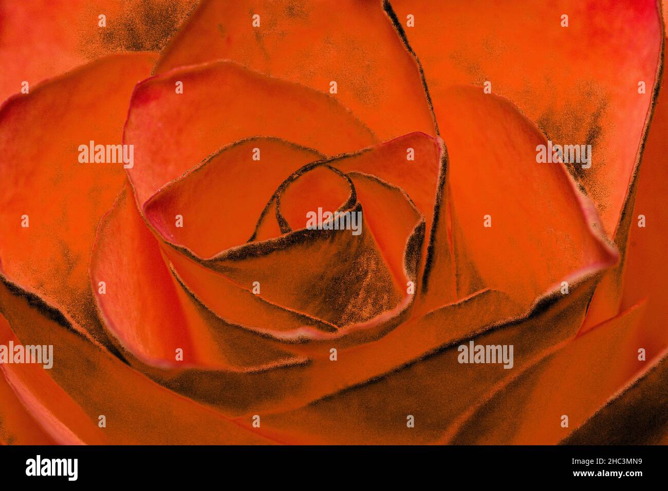 Rosenblüte orange - schwarz Stockfoto