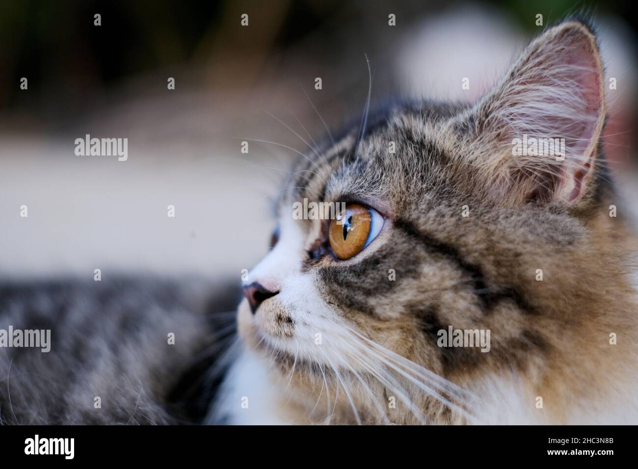 Gesichtsdetails tom Katze sitzt mit den Augen nach hinten schauen Stockfoto