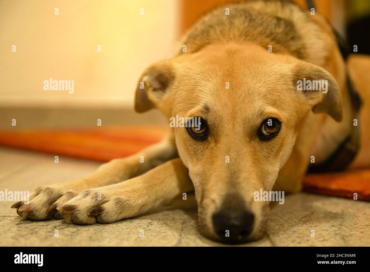 Galgomischlingshund als Porträt Stockfoto