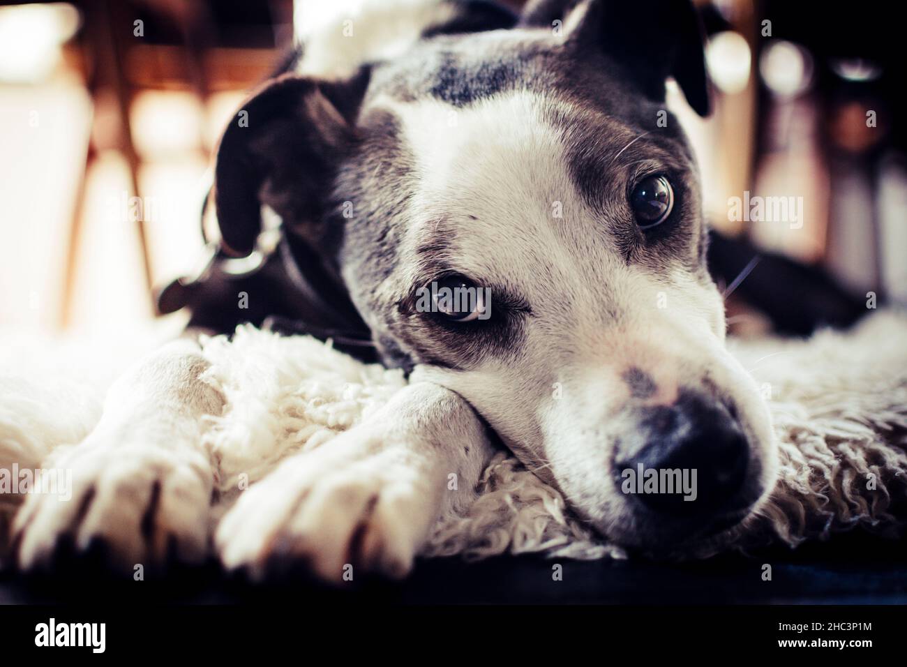 Nahaufnahme eines niedlichen Hundes, der mit bettelenden Augen auf einem Teppich liegt. Petlife. Stockfoto