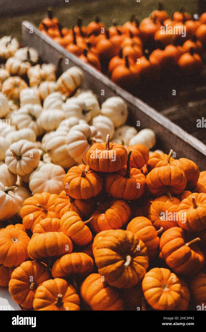 Stapel von leuchtend orangefarbenen und weißen Kürbissen in der Schachtel Stockfoto