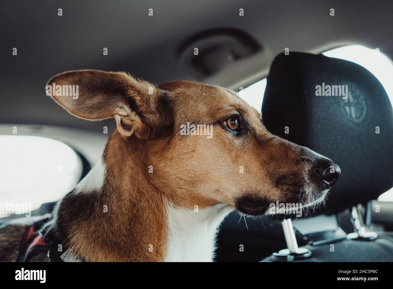 Der süße Jack Russell Terrier sitzt im Auto und schaut neugierig nach draußen Stockfoto