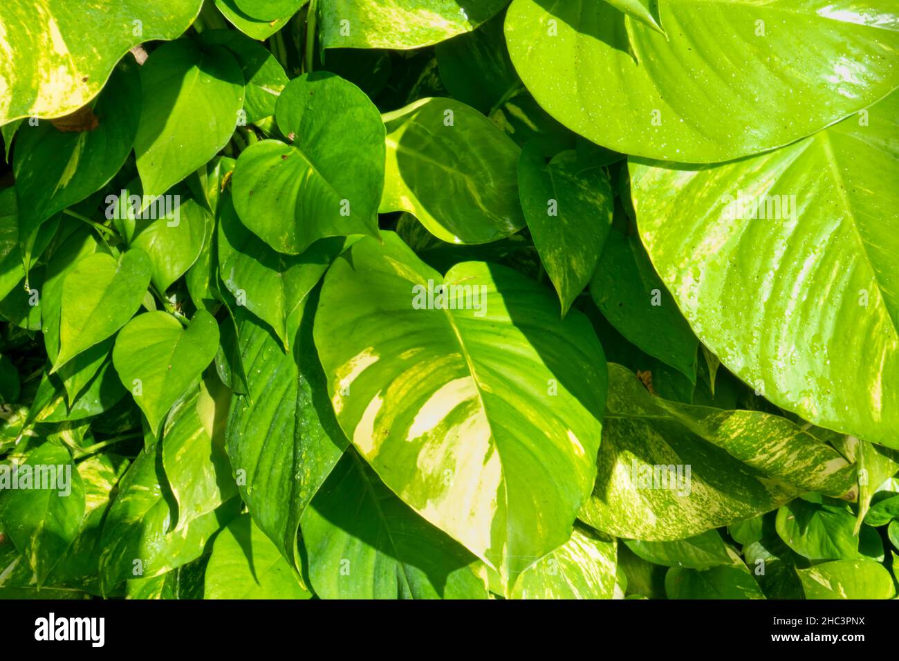 Eine tropische Pflanze, Hintergrund der Blätter von Pilea Peperomioides. Nahaufnahme von Epipremnum aureum oder goldenem Pothos-Busch. Stockfoto
