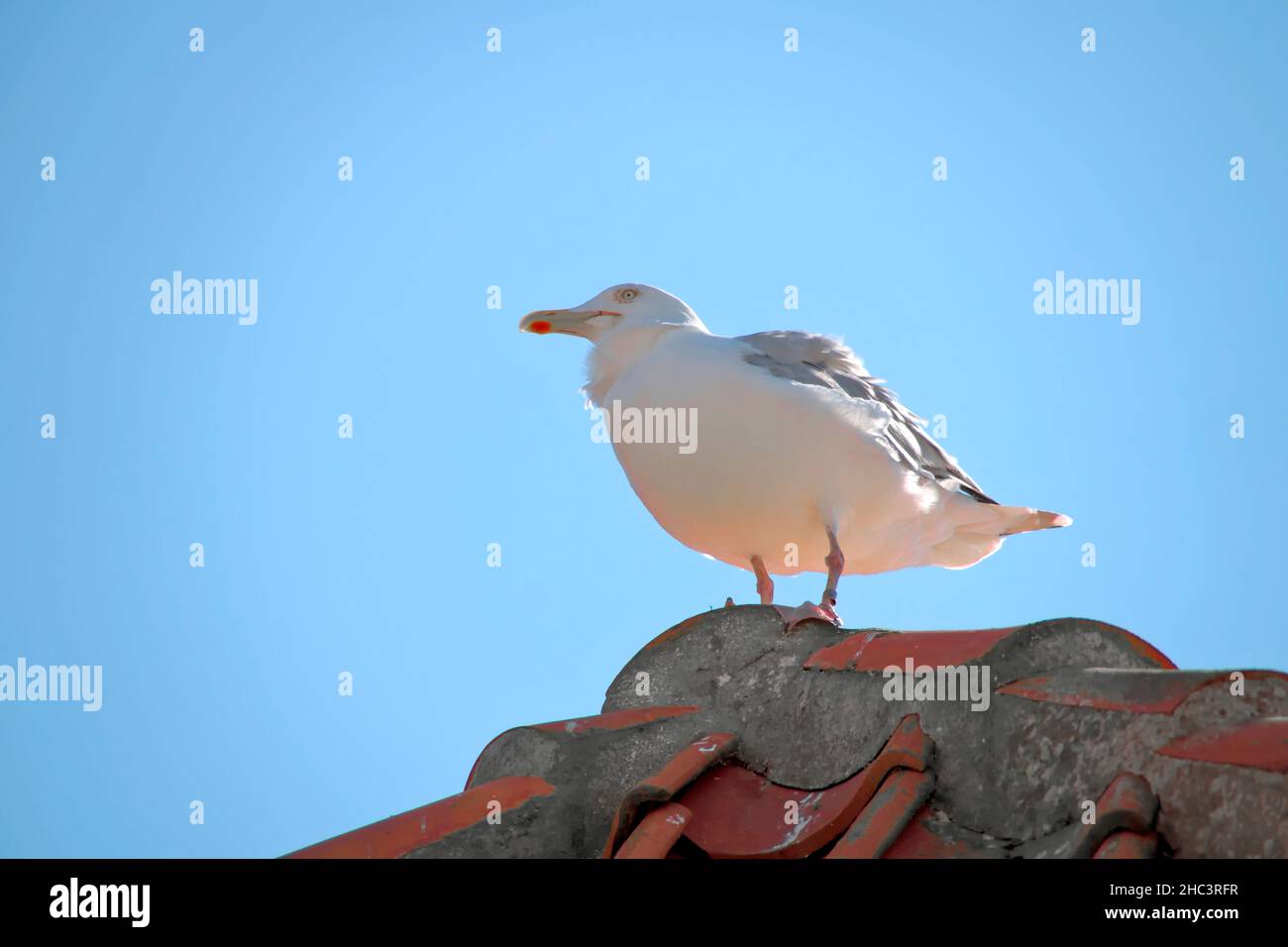 Nahaufnahme einer Möwe, die auf einem Dach steht Stockfoto