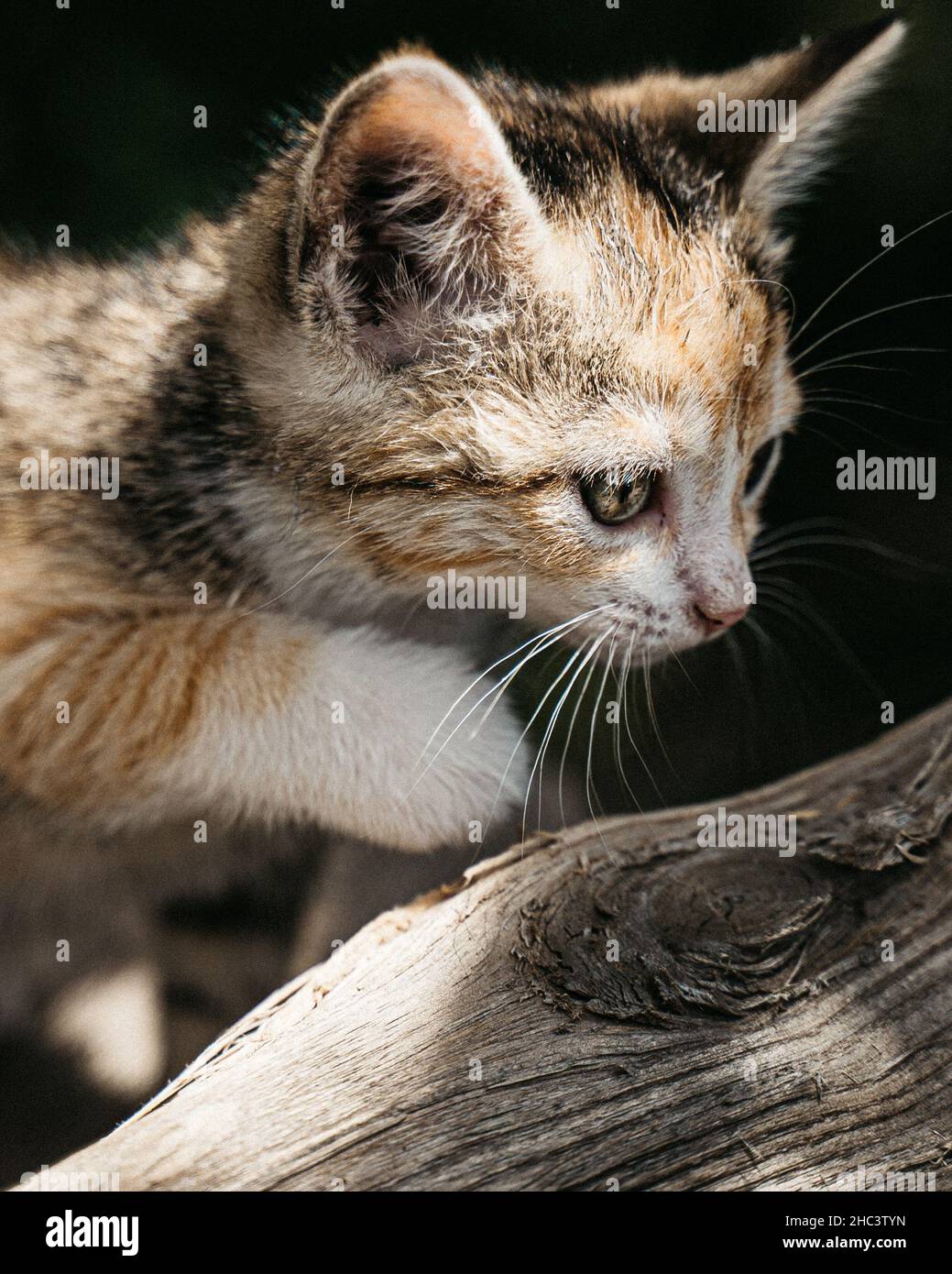 Vertikale Nahaufnahme eines entzückenden Kätzchens in einem Garten Stockfoto