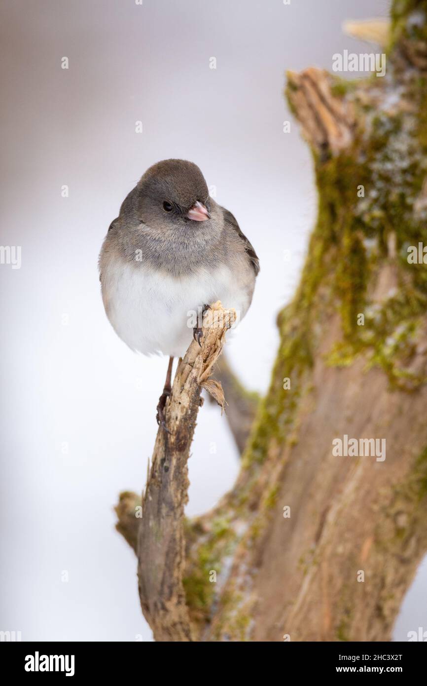 Junco mit dunklen Augen, Junco hyemalis Stockfoto