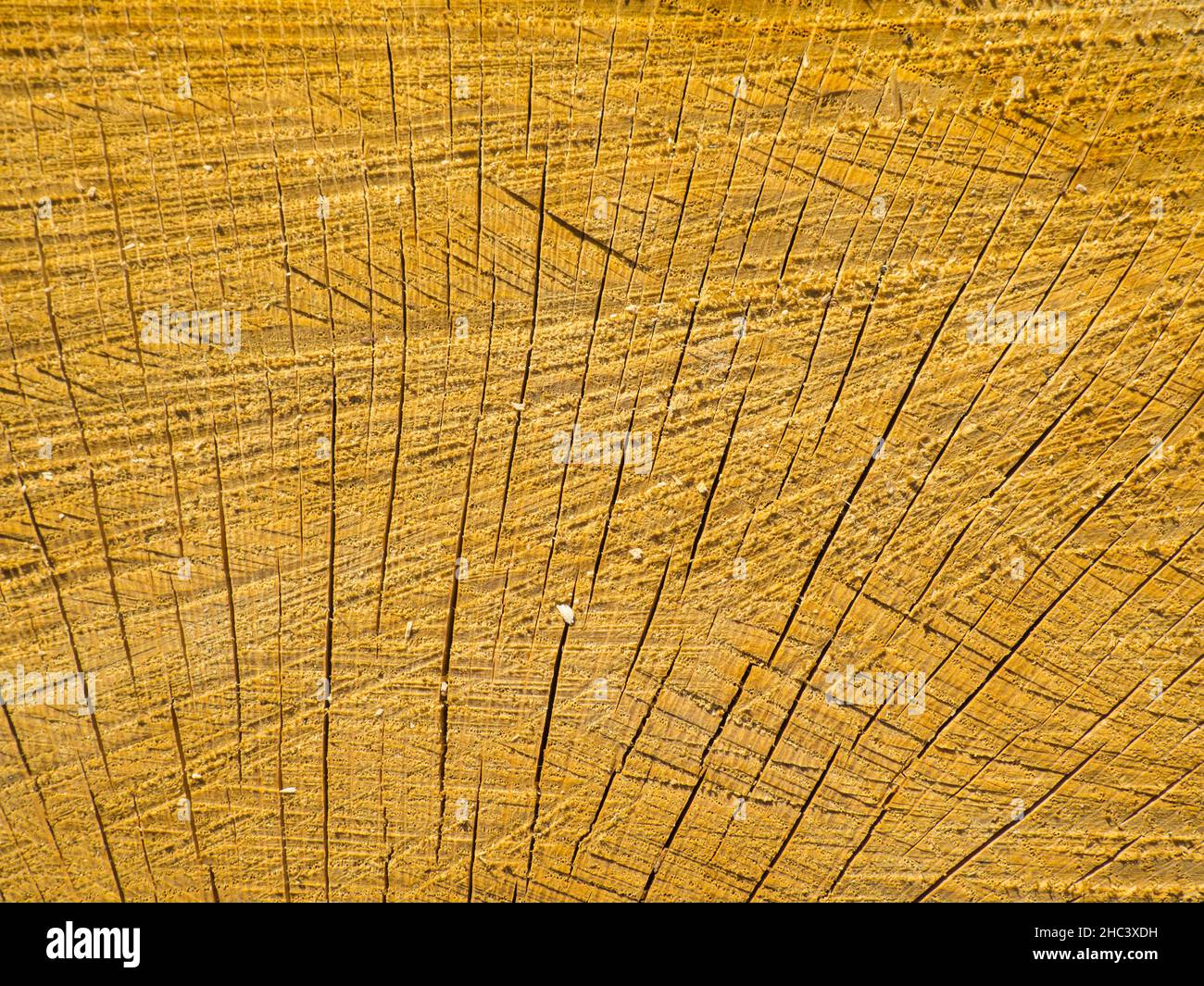 Textur aus gesägtem Holz Stockfoto