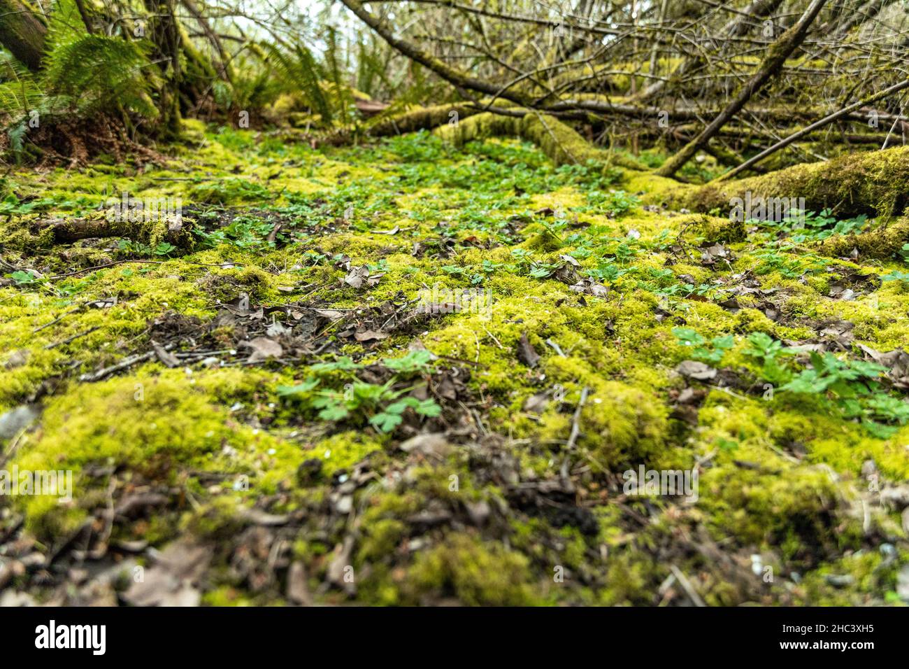 Nahaufnahme von frischem Gras auf dem Feld Stockfoto