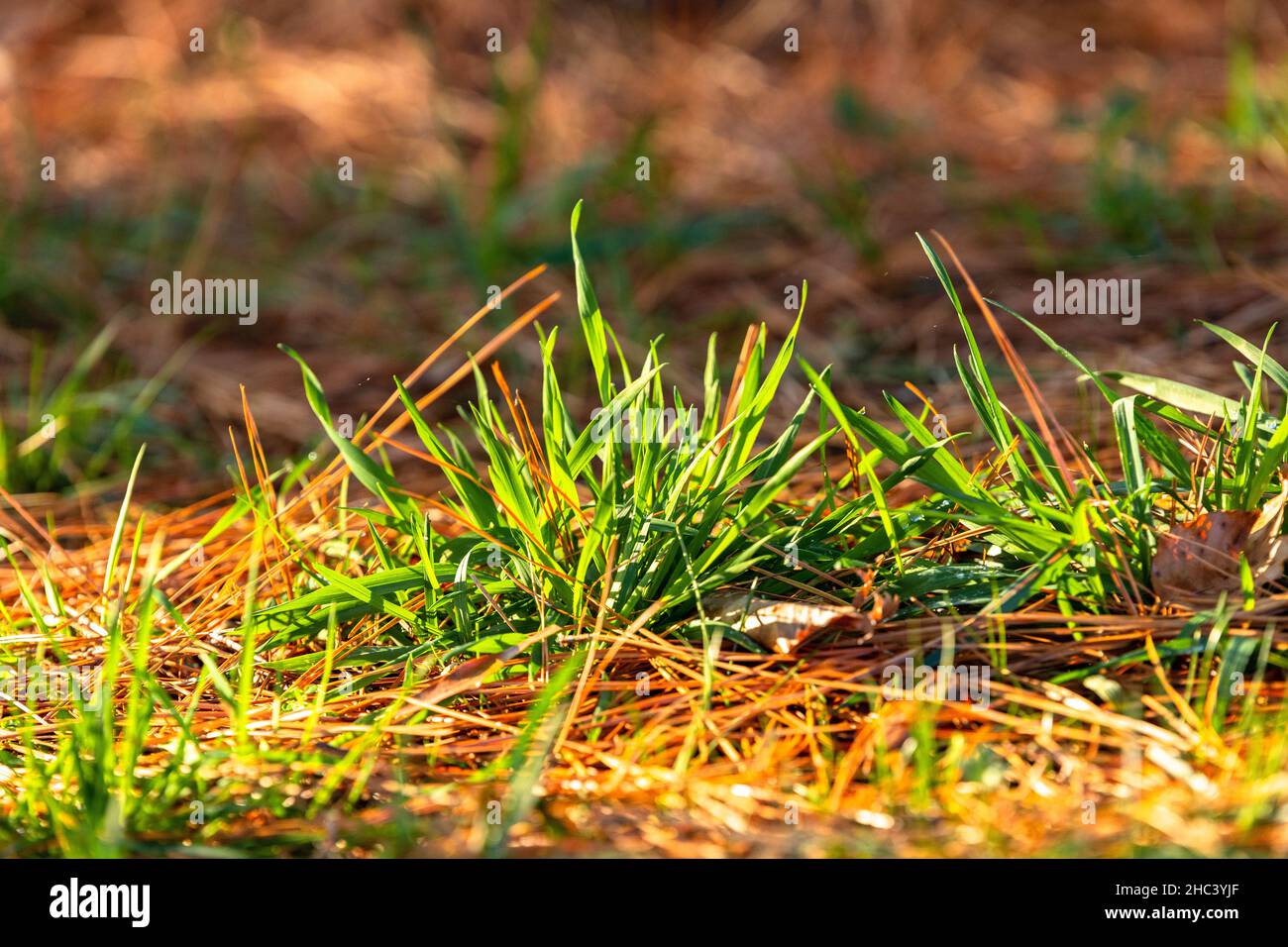 Nahaufnahme von frischem Gras auf dem Feld Stockfoto