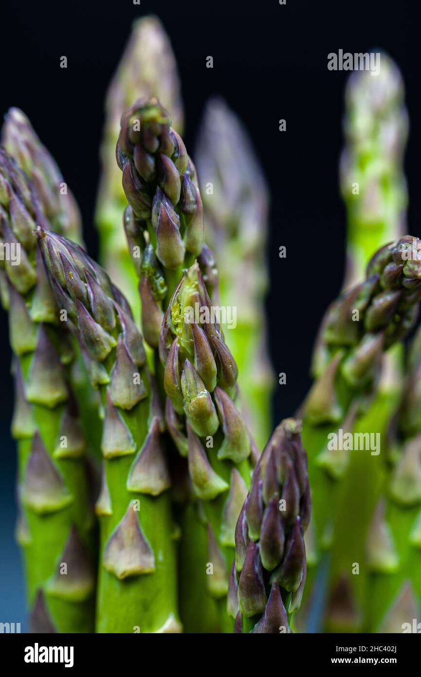 Vertikale Nahaufnahme von Spargel oder Gartenspargel. Spargel officinalis. Stockfoto