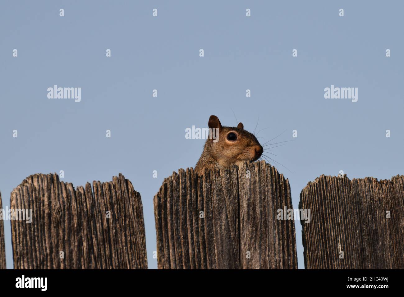 Nahaufnahme eines niedlichen kleinen Chipmunks, der hinter dem Holzzaun auf blauem Himmel im Hintergrund blickt Stockfoto