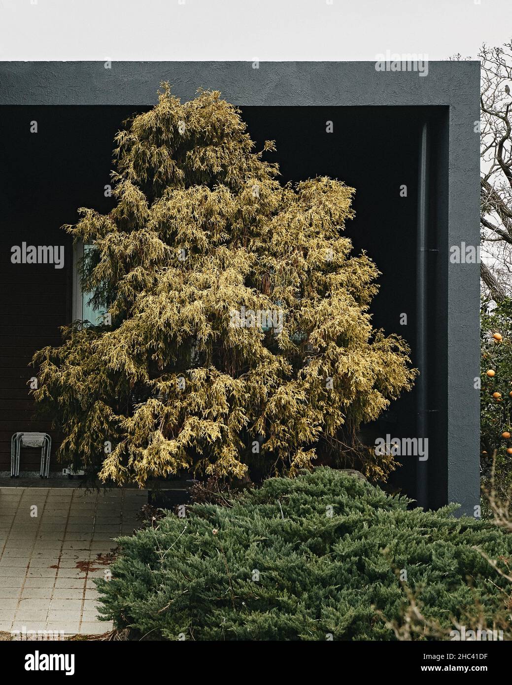 Eine vertikale Aufnahme eines grünen gelben Baumes unter einer schwarzen Struktur Stockfoto