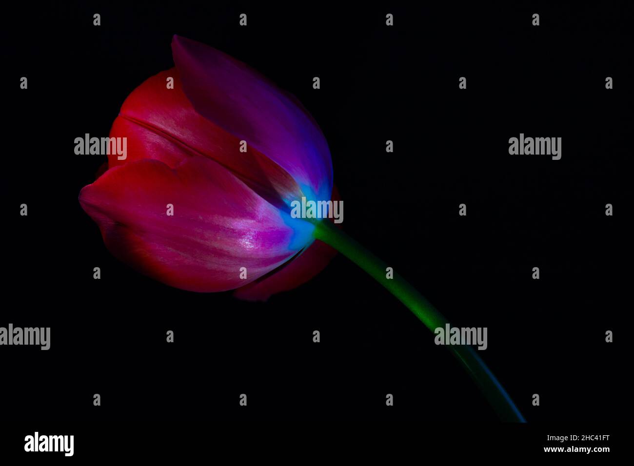 Rote Tulpe. Rote Tulpe isoliert auf schwarzem Hintergrund. Blumen Hintergrund Foto. Stockfoto