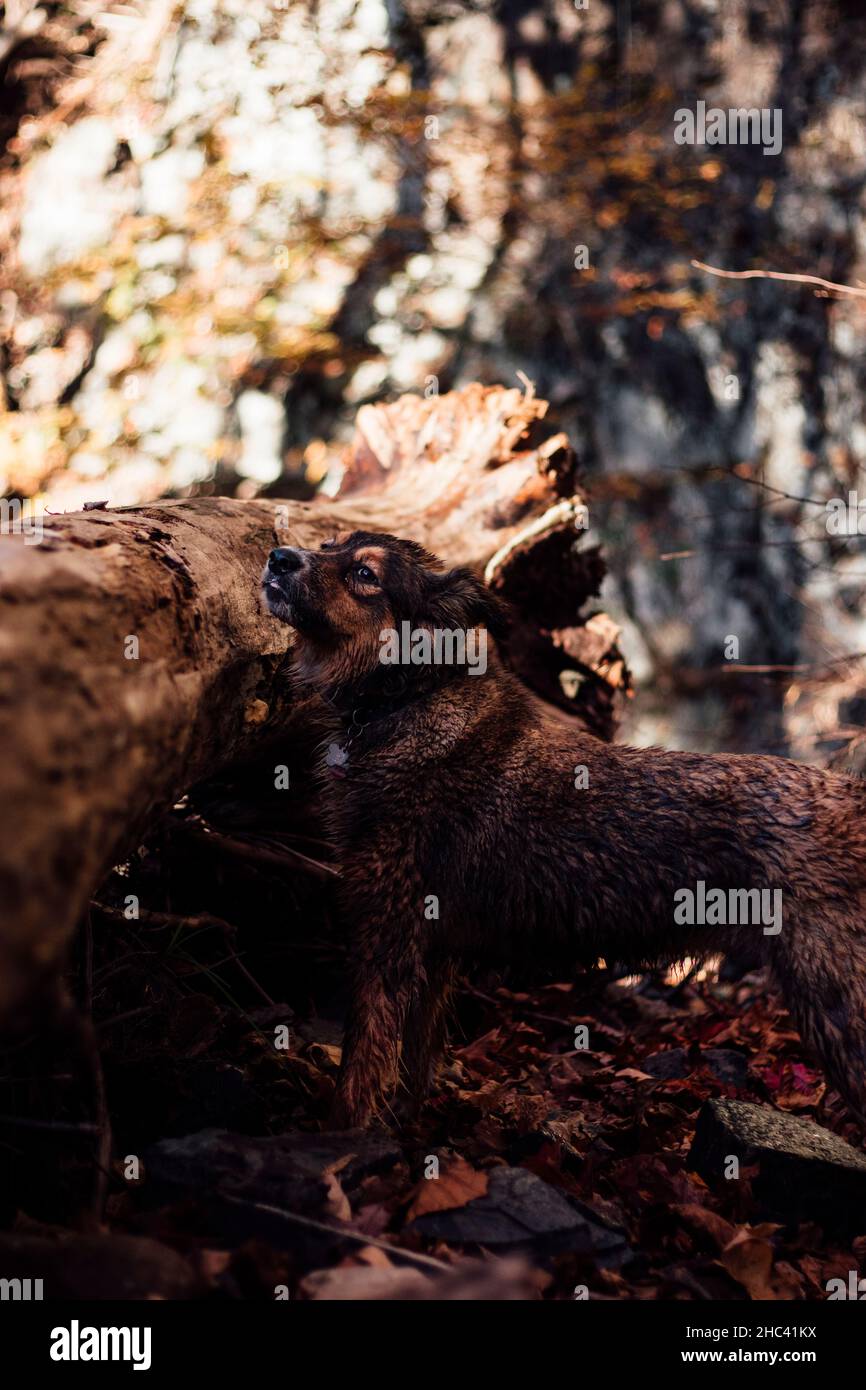 Vertikale Nahaufnahme des braunen Hundes im Wald. Stockfoto