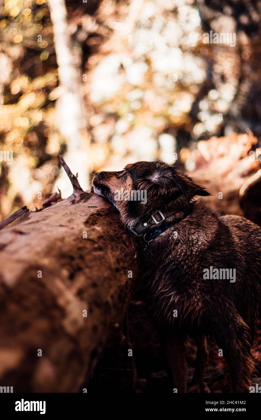 Vertikale Nahaufnahme des braunen Hundes im Wald. Stockfoto