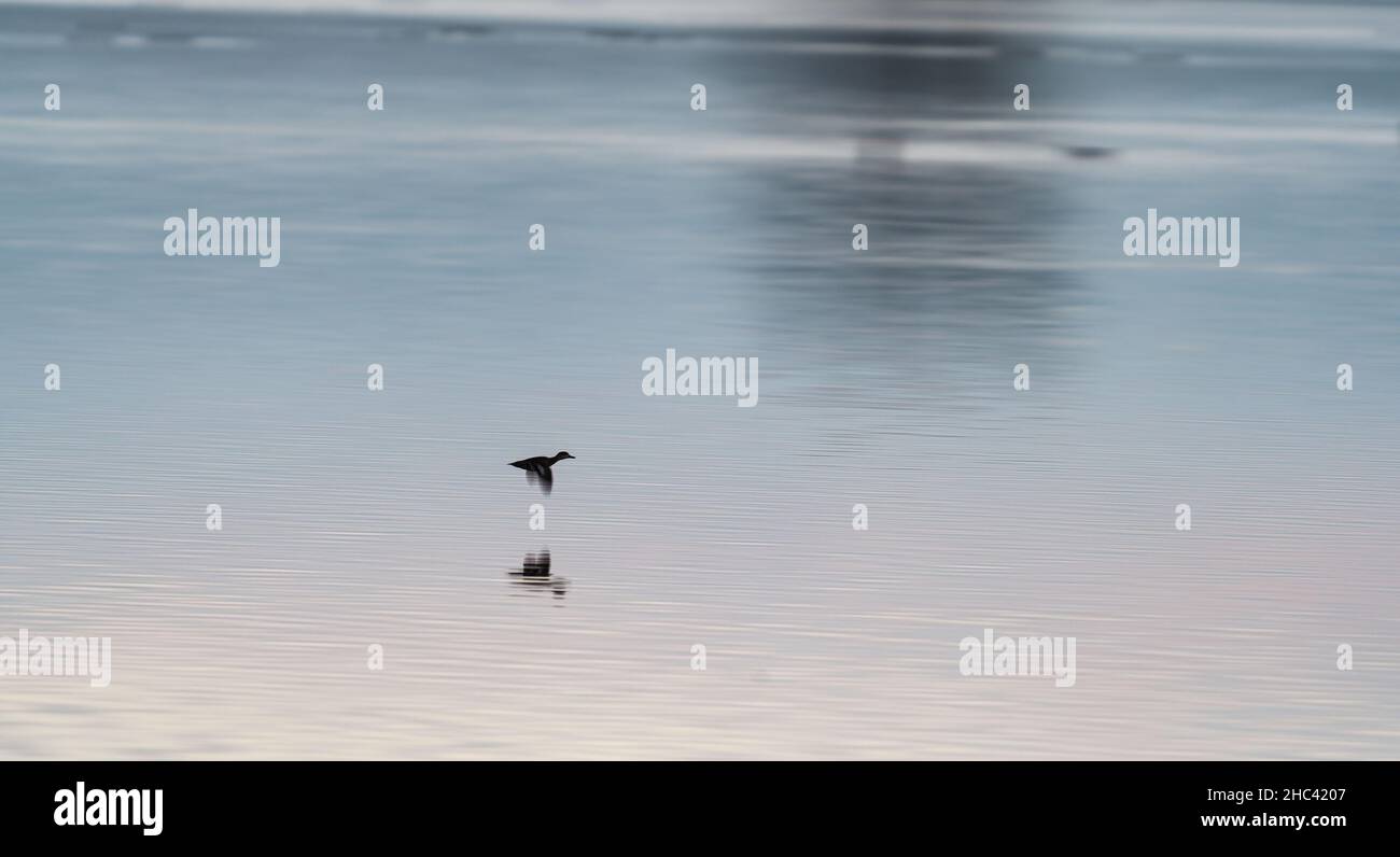 Ente fliegt mit Baumreflecion über den See Stockfoto