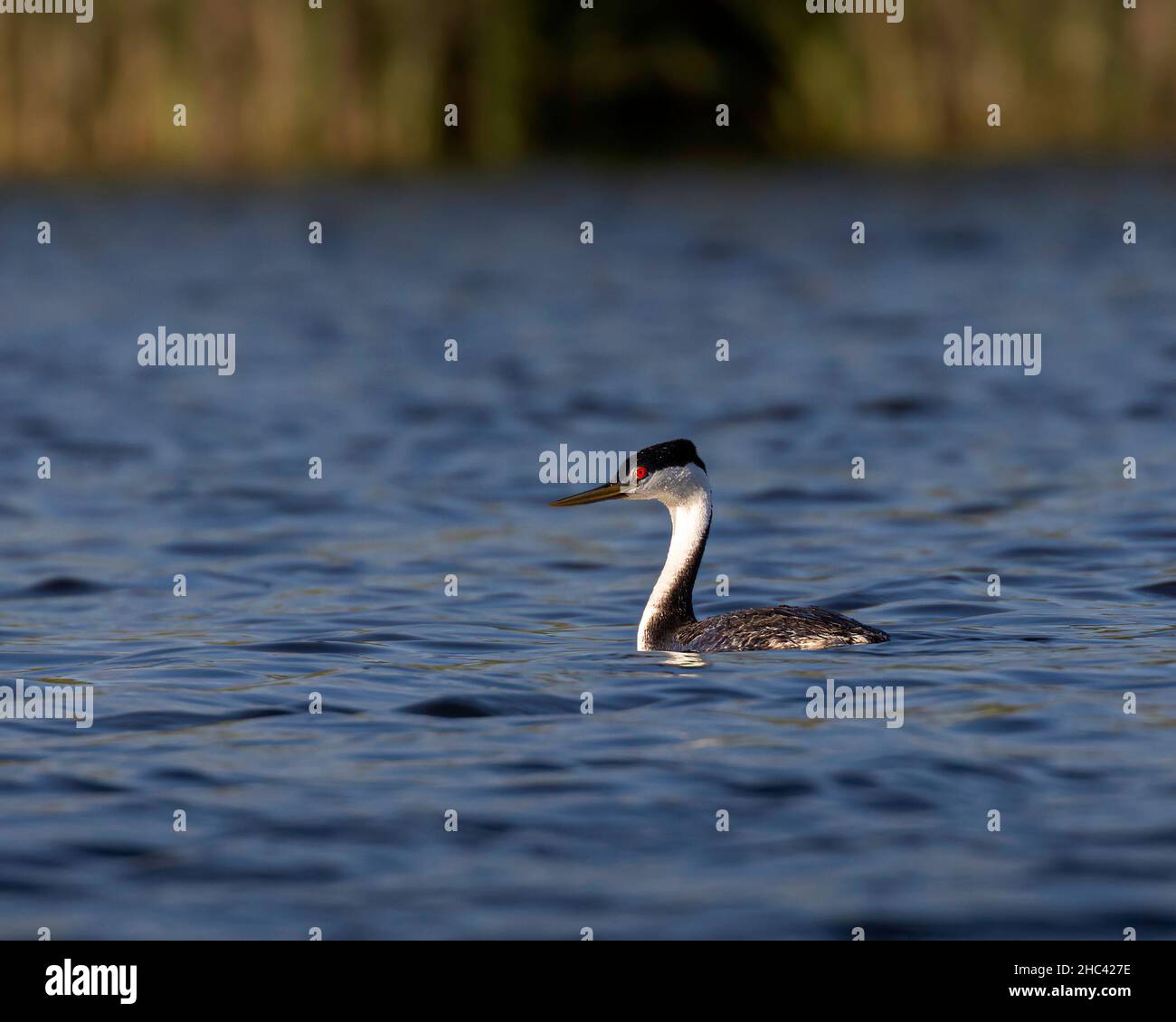 Nahaufnahme eines Westlichen Greens, der in einem Teich schwimmt Stockfoto