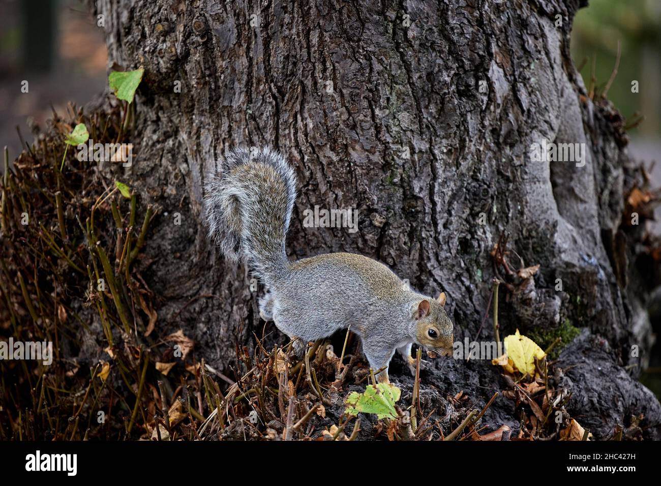 Winziges, flauschiges Eichhörnchen auf hölzernen Baumwurzeln im Park Stockfoto