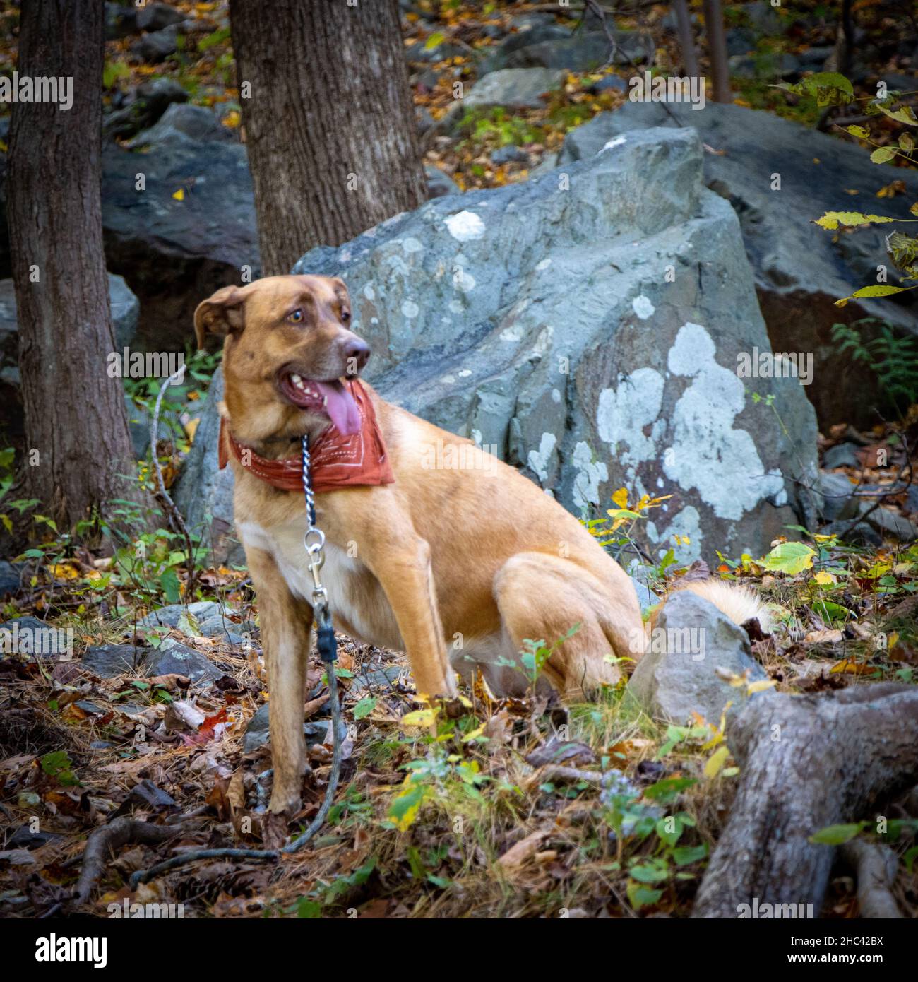 Nahaufnahme des braunen Hundes im Wald. Stockfoto