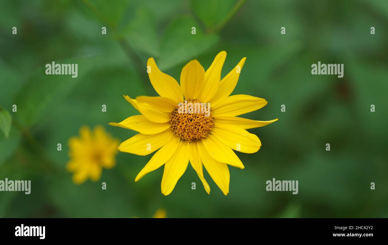 Nahaufnahme einer blühenden gelben Koneblume Stockfoto