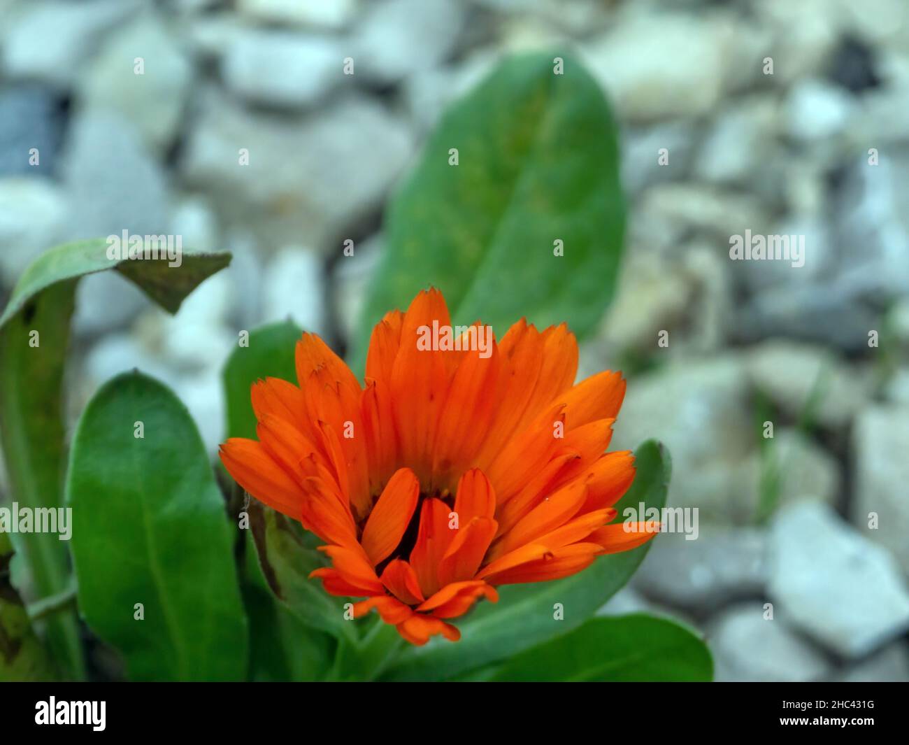 Die Blume wuchs auf den Felsen an der Straße, im Herbst Stockfoto
