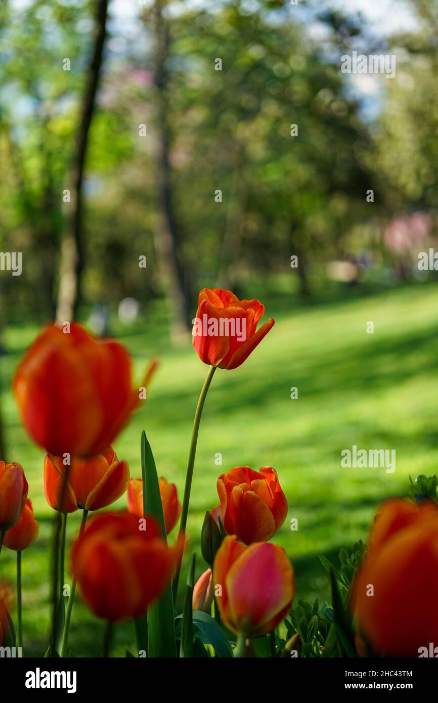 Blick auf eine rote Tulpe im Garten an einem sonnigen Tag. Stockfoto