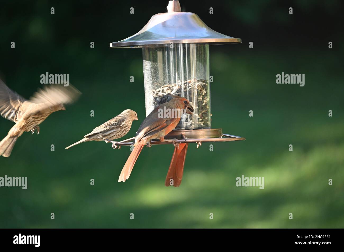 Nahaufnahme eines Vogelfutterhäuschen mit zwei Vögeln im Park Stockfoto