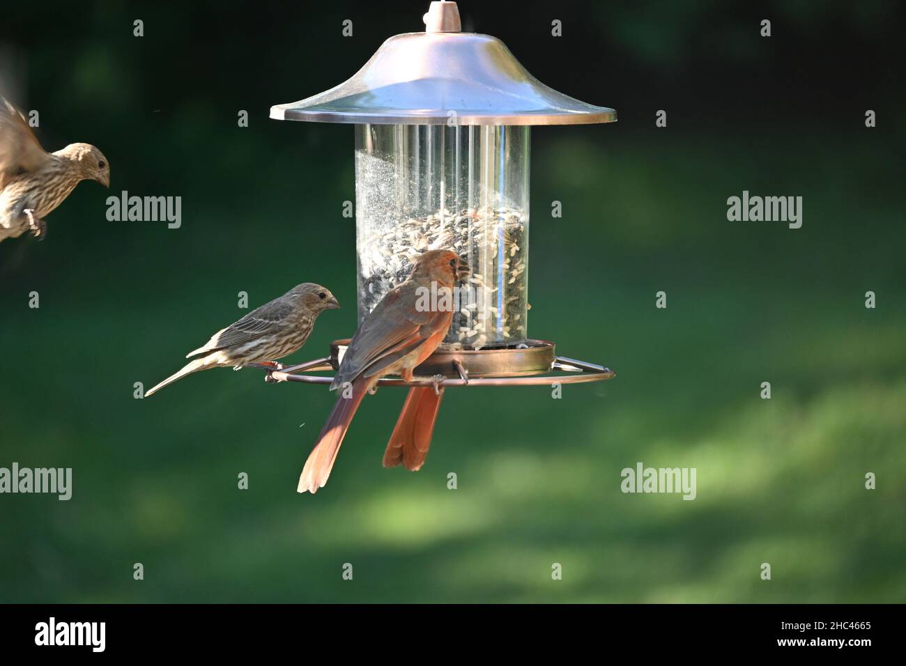 Nahaufnahme eines Vogelfutterhäuschen mit zwei Vögeln im Park Stockfoto
