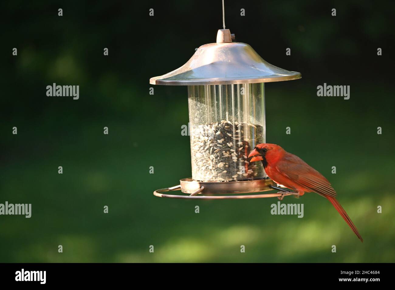 Nahaufnahme eines Vogelfutterhäuschen mit zwei Vögeln im Park Stockfoto