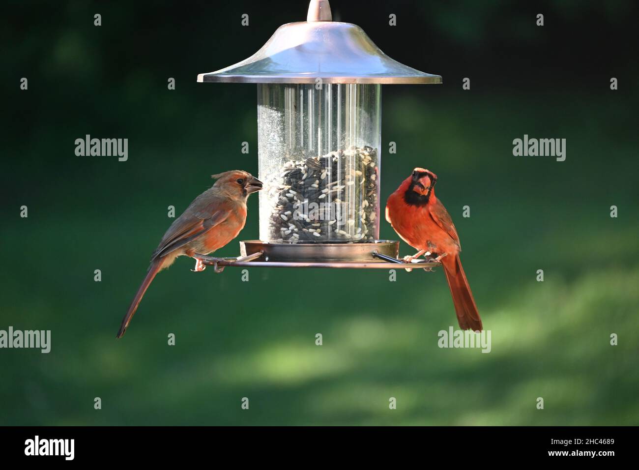 Nahaufnahme eines Vogelfutterhäuschen mit zwei Vögeln im Park Stockfoto
