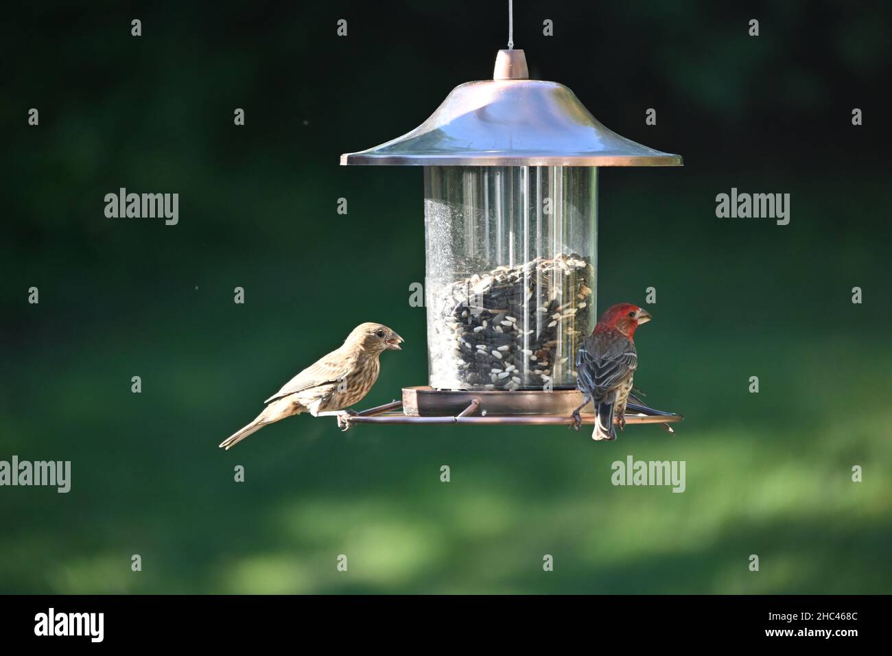 Nahaufnahme eines Vogelfutterhäuschen mit zwei Vögeln im Park Stockfoto