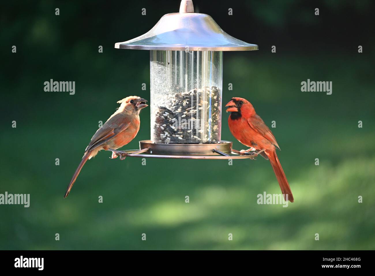 Nahaufnahme eines Vogelfutterhäuschen mit zwei Vögeln im Park Stockfoto