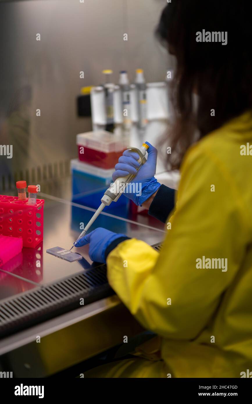 Wissenschaftler arbeiten im Labor Stockfoto
