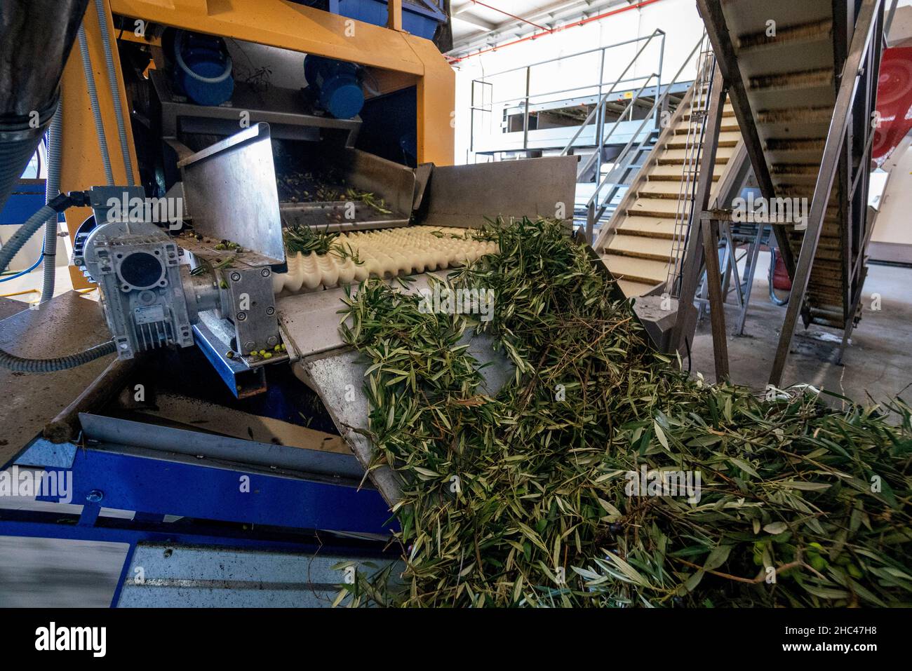 Oliven werden von Ästen getrennt, während sie in einer industriellen automatischen Ölmühle verarbeitet werden Stockfoto