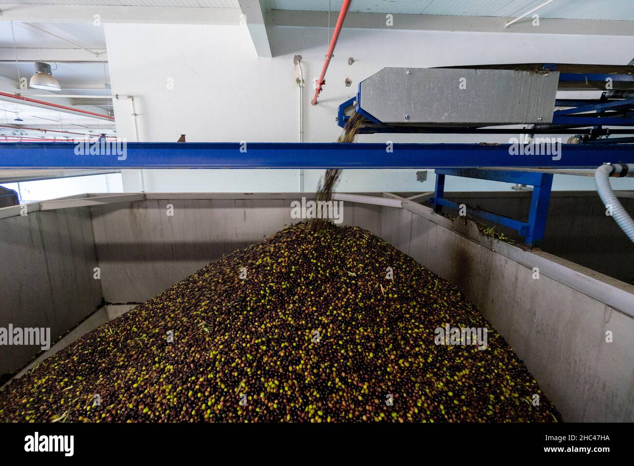 Oliven werden in einer industriellen automatischen Ölmühle verarbeitet Stockfoto