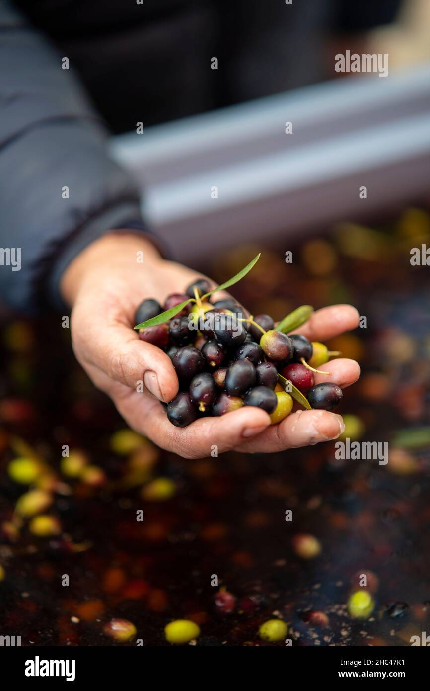 Person, die schwarze Oliven hält Stockfoto